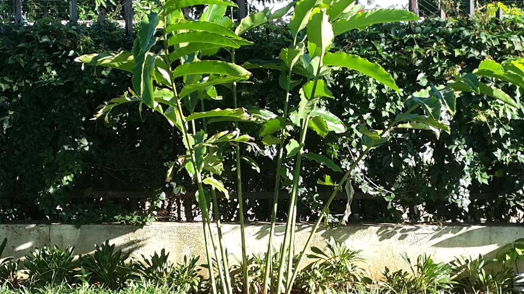 Marumadi Planeta Mocambique S. Vincente de Paulo Buitenkant foto